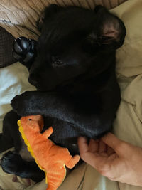 Close-up of dog resting on bed