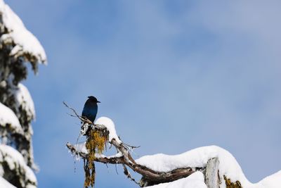 Low angle view of bird perching on snow