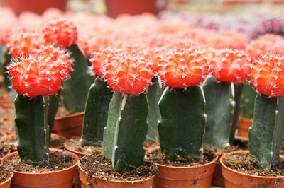 Close-up of succulent plant in pot