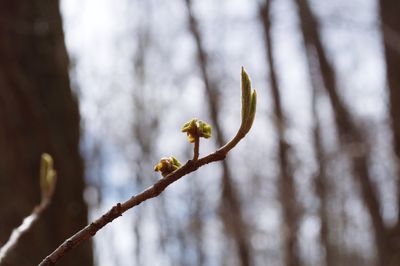 Close-up of flower tree