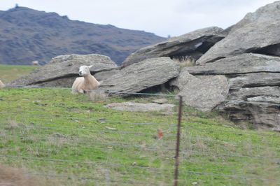 Sheep on field against sky