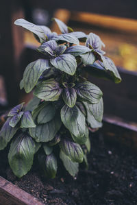 Close-up of white flowering plant