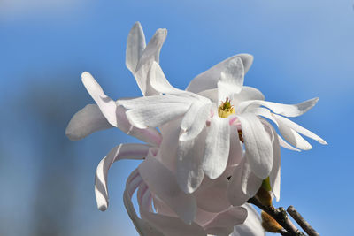 Close-up of white flowers against blue sky