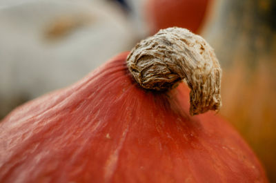 Close-up of fig