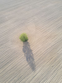 High angle view of plant on sand