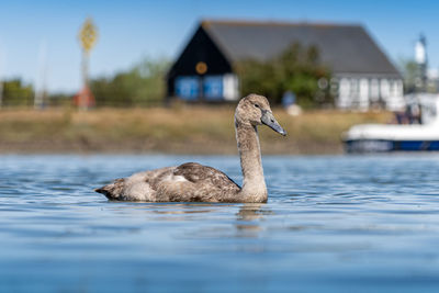 Close-up of duck swimming in lake