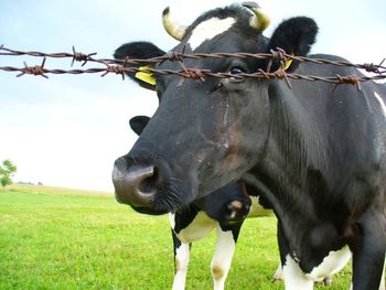 Cow on field against sky