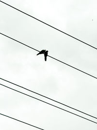 Low angle view of birds perching on cable against sky