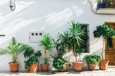 Potted plants outside building in city