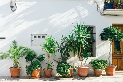 Potted plants in backyard