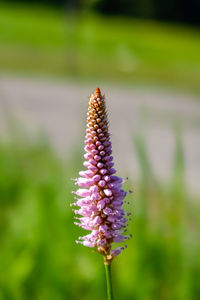 Close-up of purple flowering plant on field