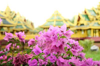 Close-up of pink flowers blooming at ancient siam