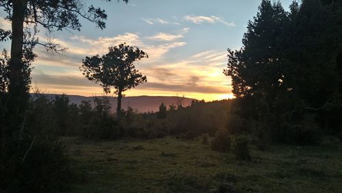 Silhouette trees on field against sky at sunset