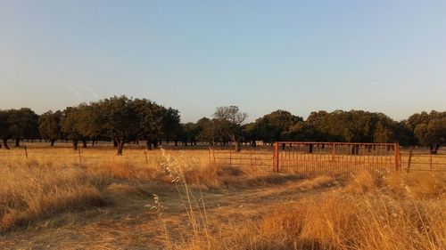 Trees on field against clear sky