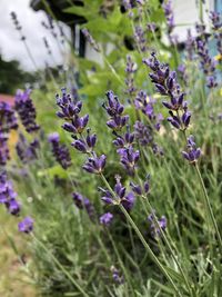 Close-up of purple flowering plants on field