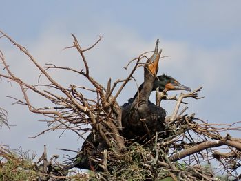 Low angle view of birds perching on tree against sky