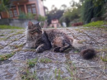 Cat relaxing by plants