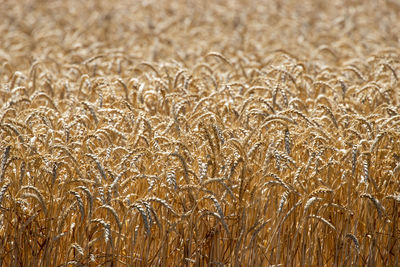 Amber fields of golden grain wheat field