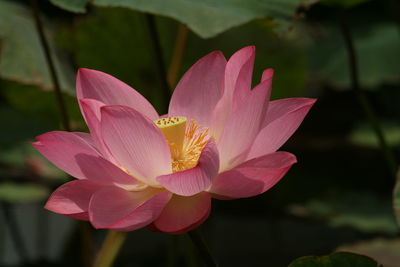 Close-up of pink lotus  in lake
