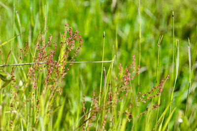 Close-up of flowering plants on field