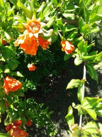 Close-up of orange flowers blooming outdoors