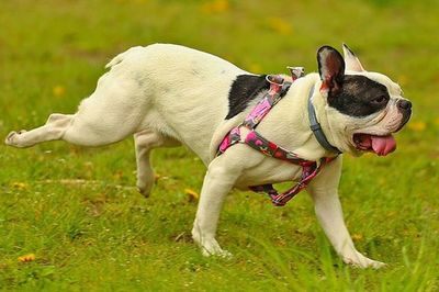 Dog on grassy field