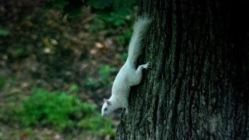 Close-up of squirrel on tree trunk