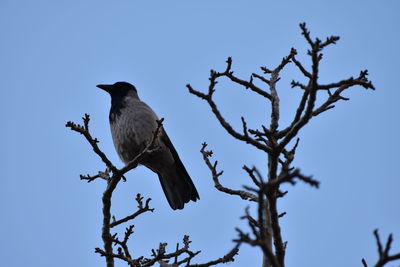 Bird perching on a tree