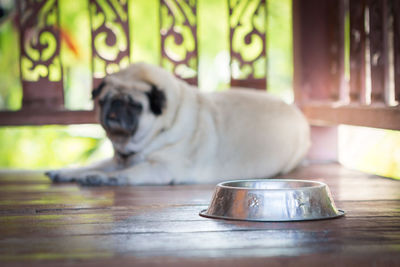 Close-up of a dog at home