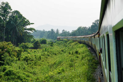 Train passing through forest