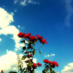 Low angle view of red flowers against cloudy sky