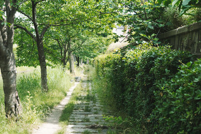 Footpath amidst trees and plants