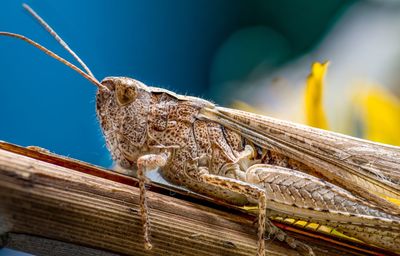 Close-up of lizard on wood