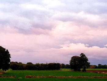 Scenic view of trees on field against sky