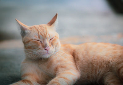 Close-up of cat sleeping