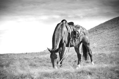 Horse on field against sky