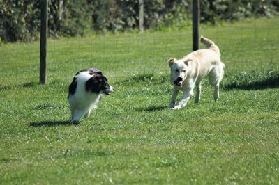 Dog running on grassy field