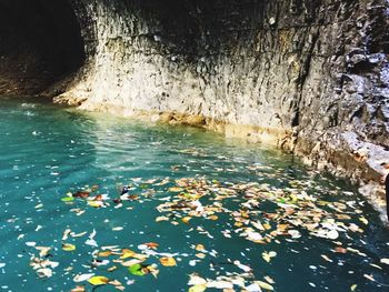 Flowers floating on lake