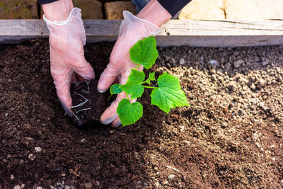 Hand holding leaf in farm