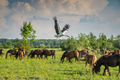 Horses grazing on landscape