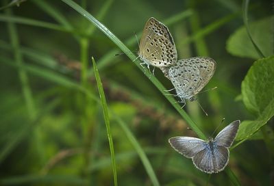 Close-up of butterfly on leaf