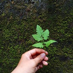 Close-up of hand holding plant on field