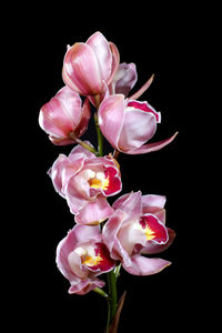 Close-up of pink roses against black background