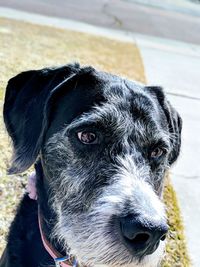 Close-up portrait of dog
