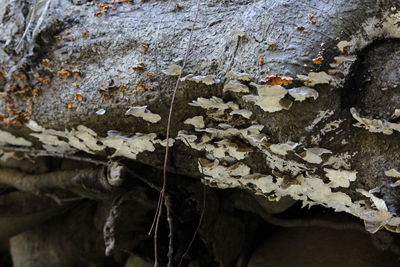 Close-up of tree during autumn