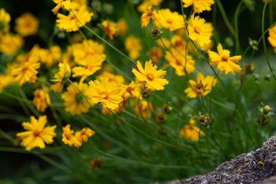 Close-up of yellow flowering plants