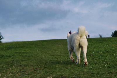 View of a sheep on field
