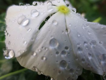 Close-up of wet flower