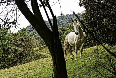 Horses on field against trees