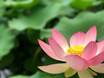 Close-up of pink lotus blooming outdoors